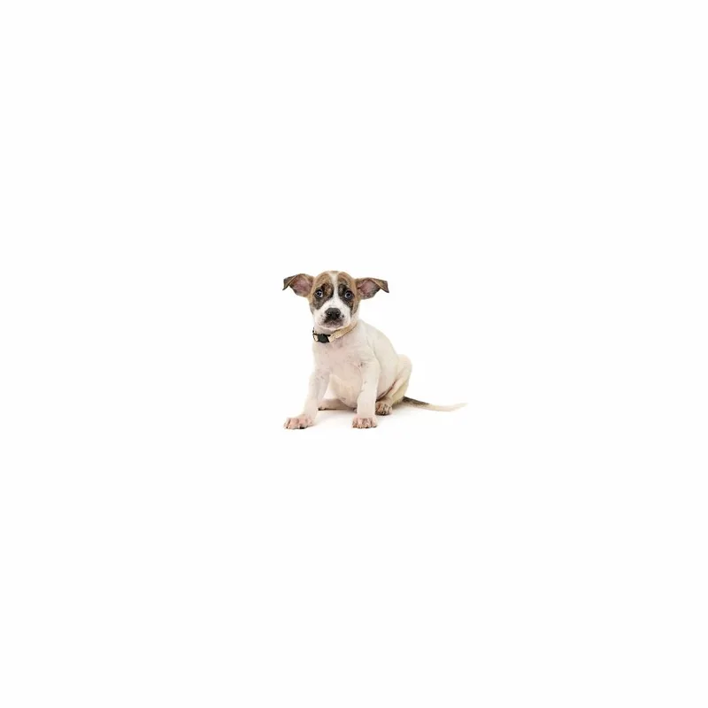 A baby small-sized male White / Cream Mixed Breed dog named Blitz for adoption in Playa Vista, CA