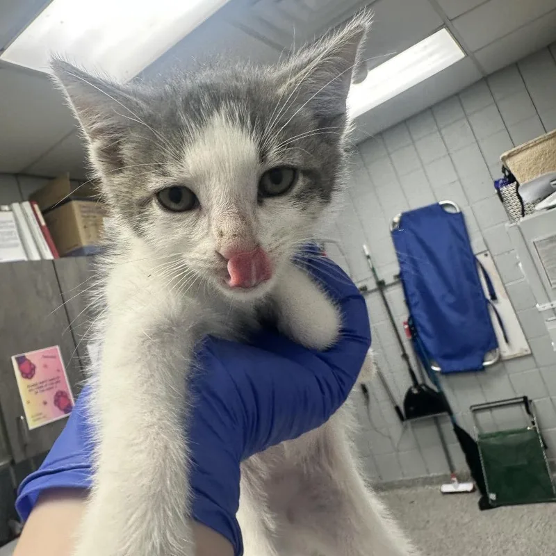 A baby small-sized male Gray / Blue / Silver Domestic Medium Hair cat named Joey for adoption in West Olive, MI