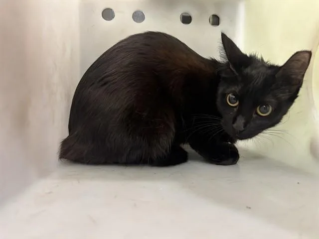 A young small-sized female Domestic Long Hair cat named Xena for adoption in Garland, TX