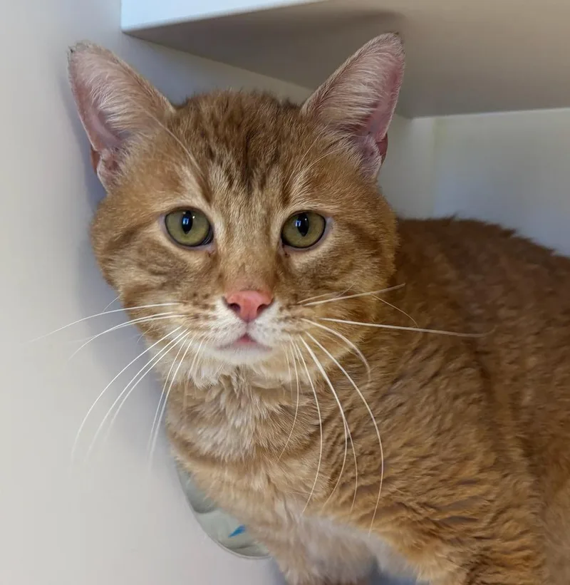 An adult small-sized male Domestic Short Hair cat named Gus for adoption in Greenfield, IN