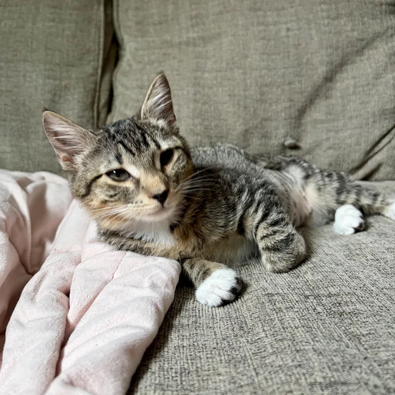 A baby small-sized female Tabby (Buff / Tan / Fawn) Domestic Short Hair cat named Isla for adoption in Richmond, VA