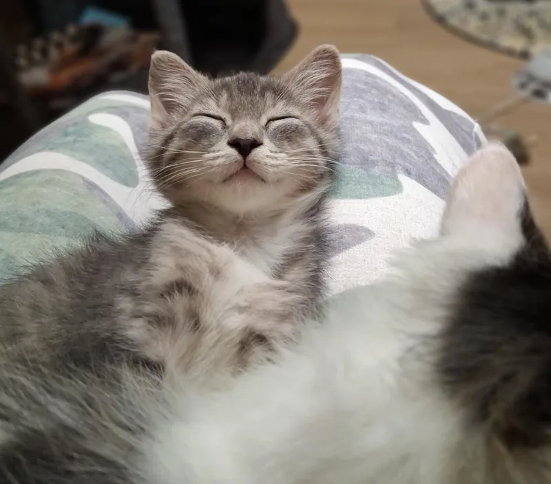 A baby medium-sized female Tabby (Gray / Blue / Silver) Tabby cat named Reagan for adoption in Wayne, NJ