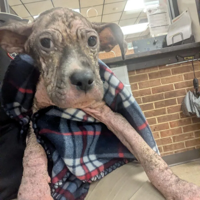 A baby medium-sized female Black Pit Bull Terrier dog named Jewel for adoption in Birmingham, AL