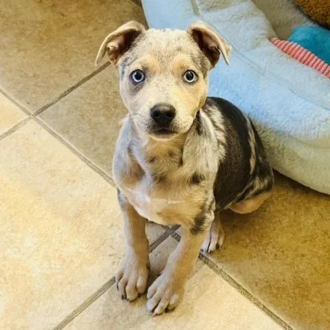 Bluey