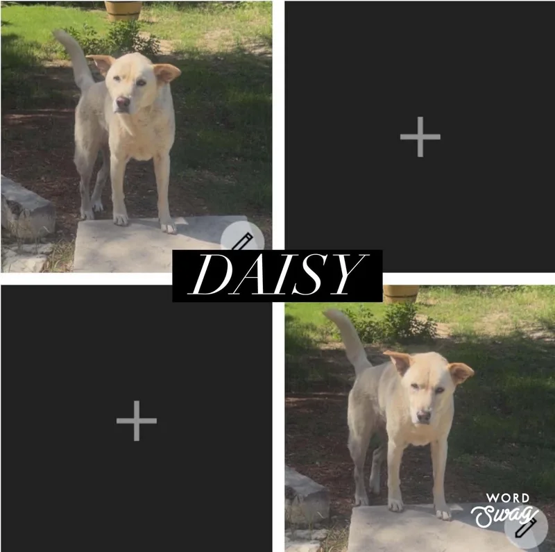 An adult medium-sized female Yellow / Tan / Blond / Fawn Yellow Labrador Retriever dog named Daisy for adoption in canyon lake, TX