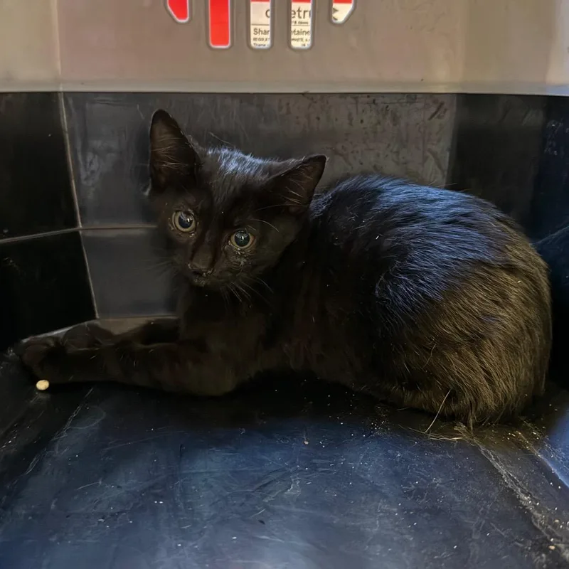 A baby small-sized female Black Domestic Short Hair cat named Kelly for adoption in Tuscaloosa, AL