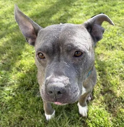 An adult large-sized male Pit Bull Terrier dog named Douglas for adoption in Cumming, GA