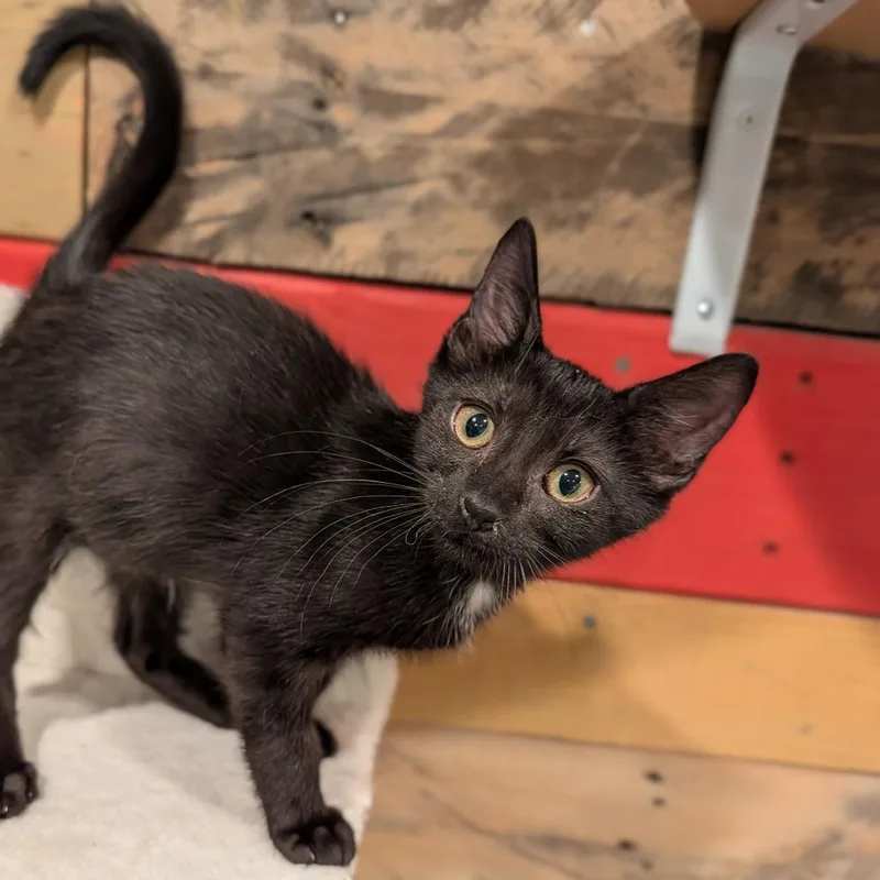 A baby medium-sized male Black Domestic Short Hair cat named Keister for adoption in Cape Girardeau, MO