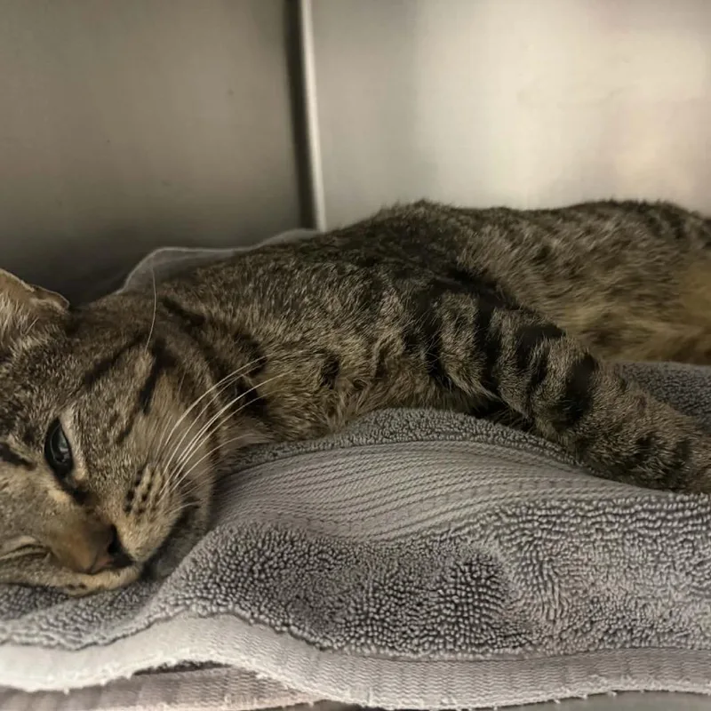 An adult large-sized male Brown / Chocolate Domestic Short Hair cat named Bobini for adoption in Fresno, CA