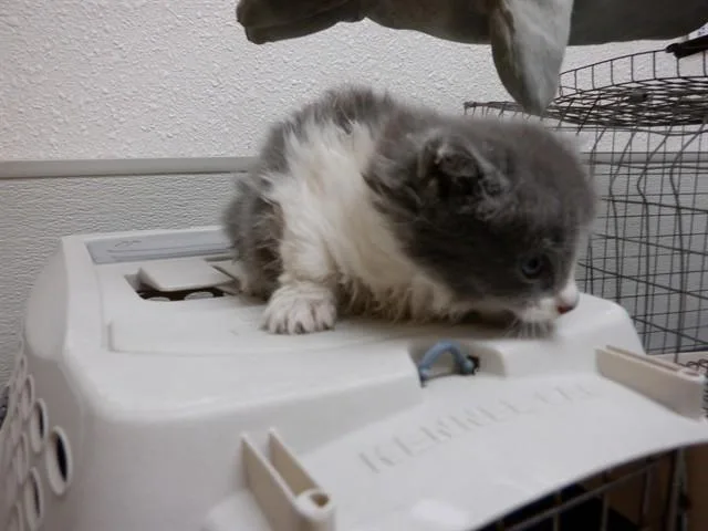 A baby small-sized female Domestic Long Hair cat named Salmon for adoption in Oroville, CA
