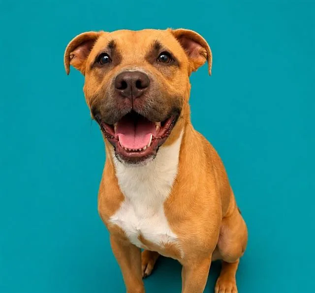 An adult medium-sized female Pit Bull Terrier dog named Buffy for adoption in Pearland, TX