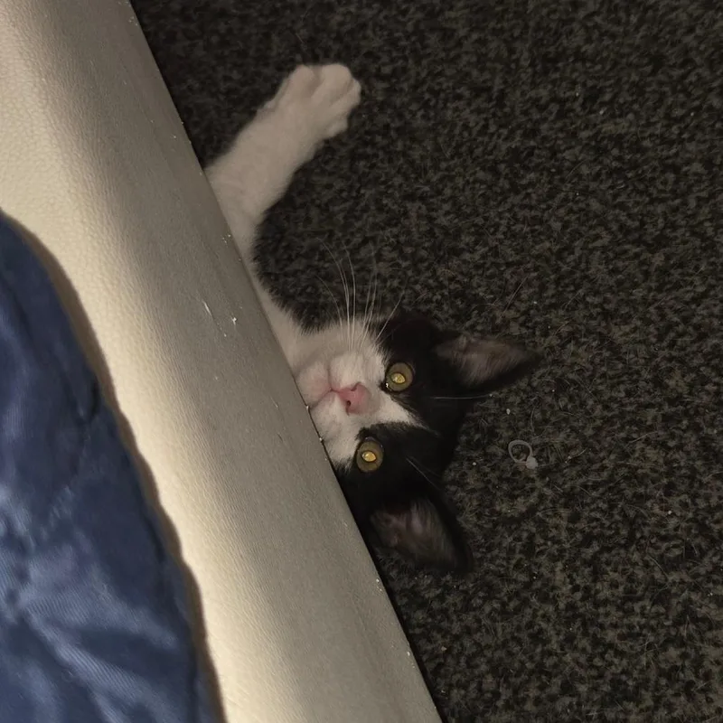 Solstice thumbnail 6