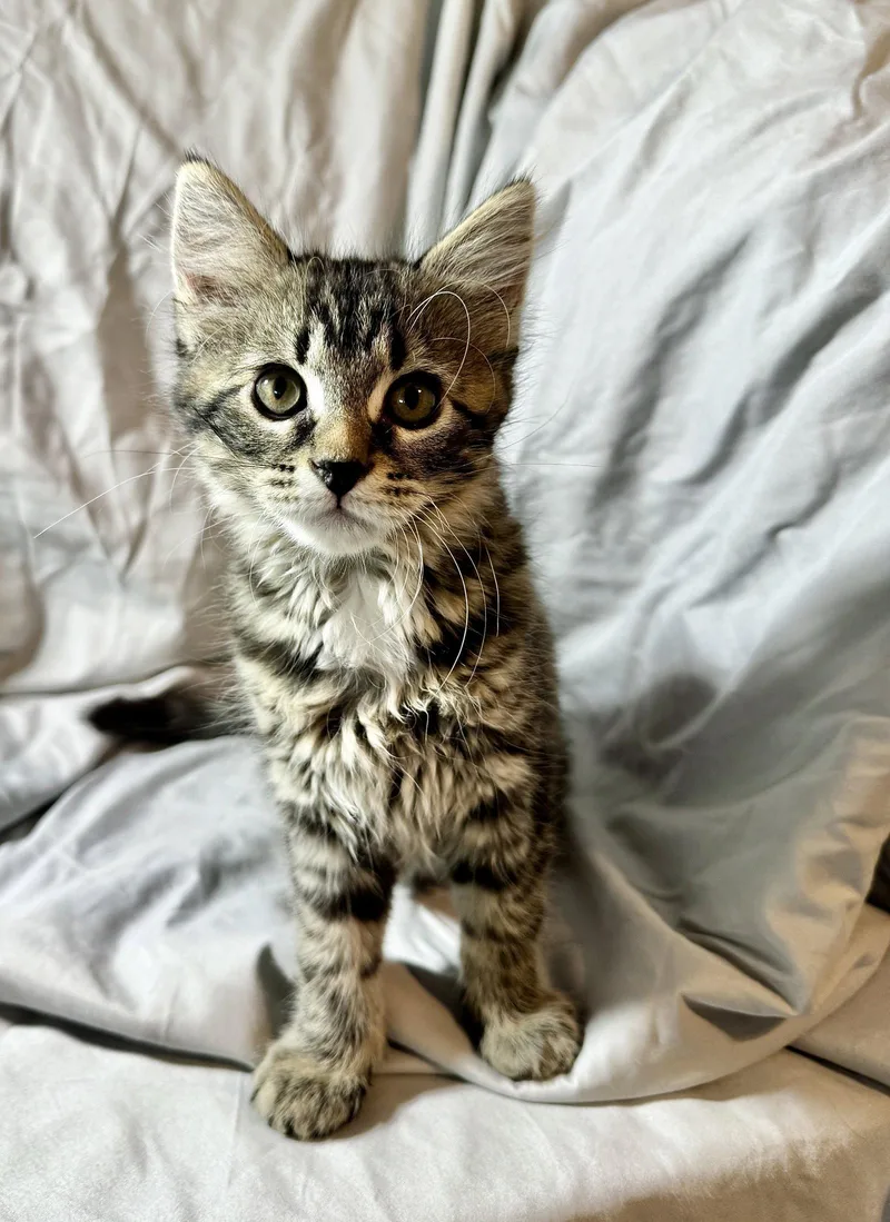 A young small-sized female Domestic Short Hair cat named Luna for adoption in Queen Creek, AZ