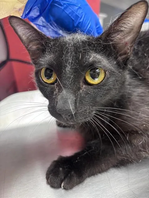 Kit Kat