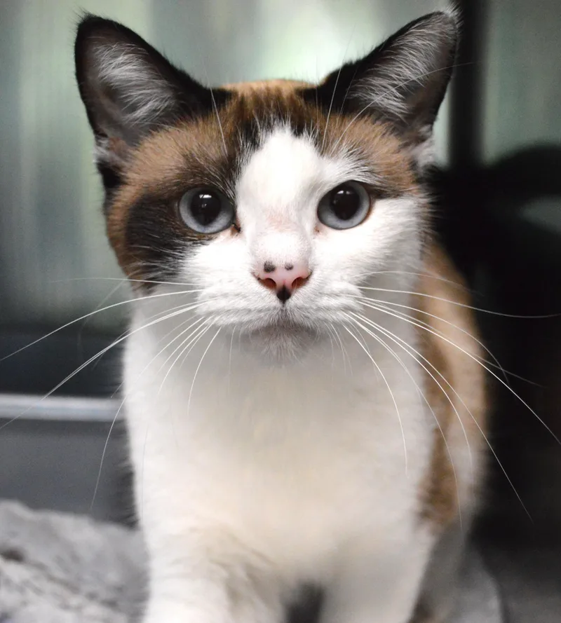 A young medium-sized male Buff / Tan / Fawn Domestic Short Hair cat named Nanook for adoption in House Springs, MO