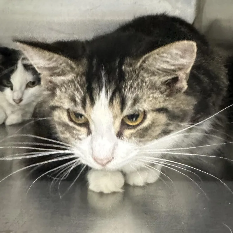 A young small-sized female Calico Domestic Short Hair cat named Jazmine for adoption in Corbin, KY