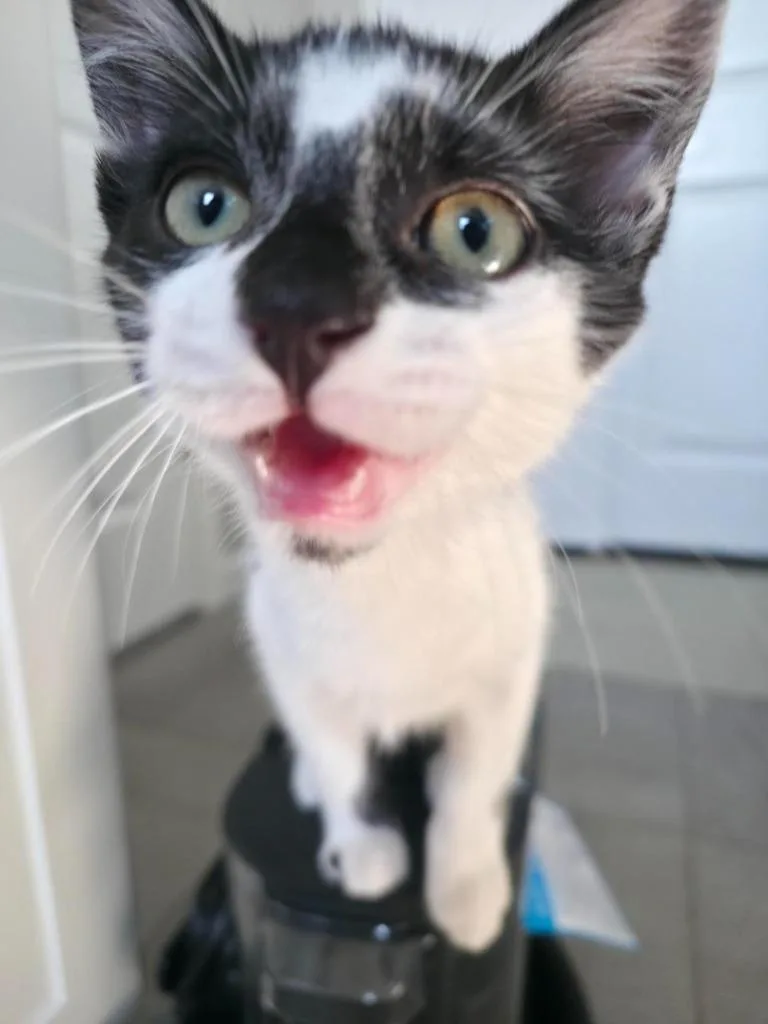 A baby small-sized male Domestic Short Hair cat named Oreo for adoption in Minneapolis, MN