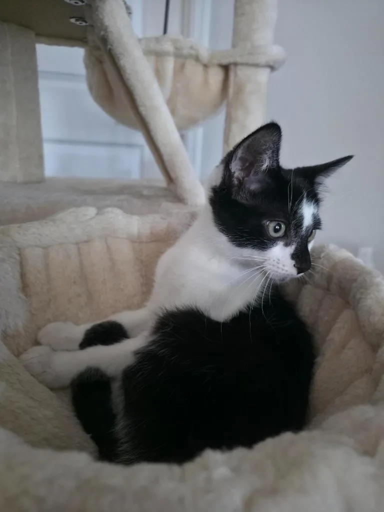 Oreo thumbnail 4