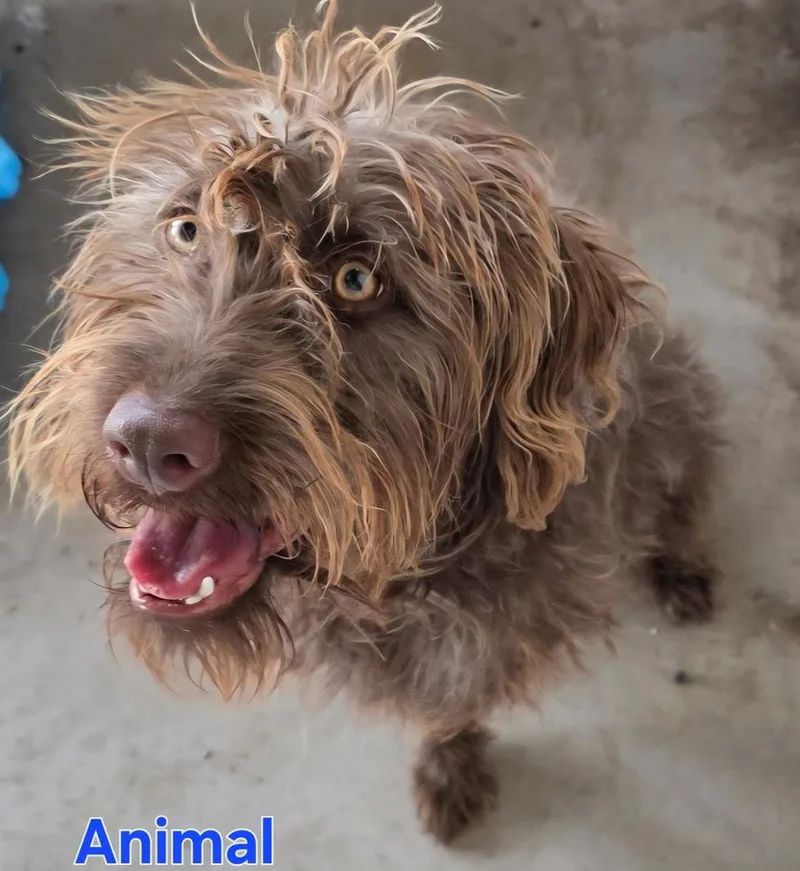 Animal thumbnail 2