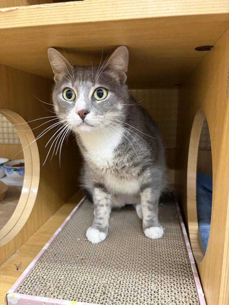An adult medium-sized male Domestic Short Hair cat named Barry for adoption in Herndon, VA