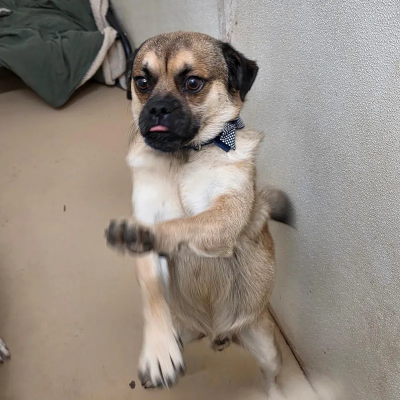 A young medium-sized male Yellow / Tan / Blond / Fawn Pug dog named Mcqueen  Chino Hills for adoption in Chino Hills, CA