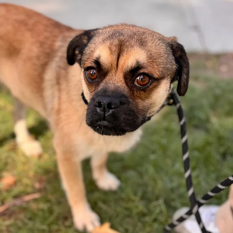 Mcqueen  Chino Hills thumbnail 2