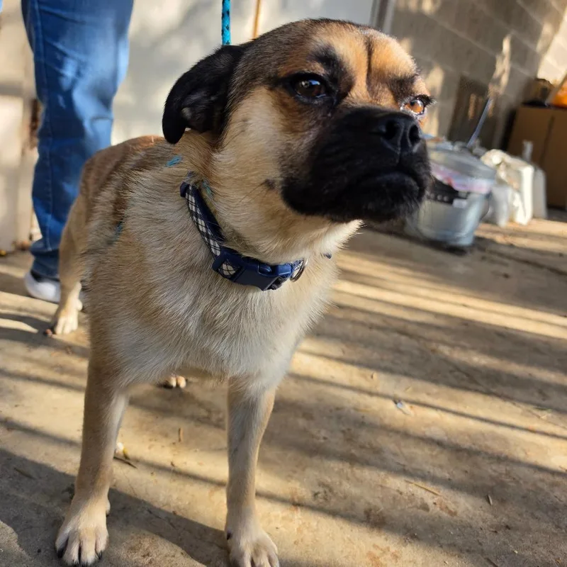 Mcqueen  Chino Hills thumbnail 3