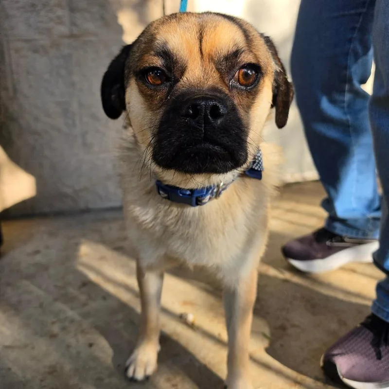 Mcqueen  Chino Hills thumbnail 4