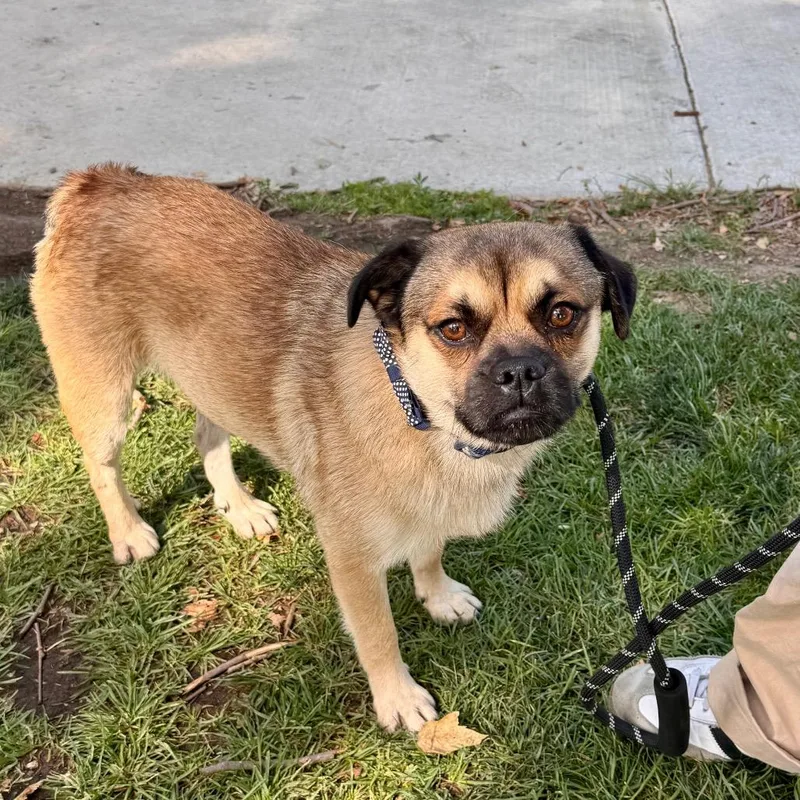 Mcqueen  Chino Hills thumbnail 5