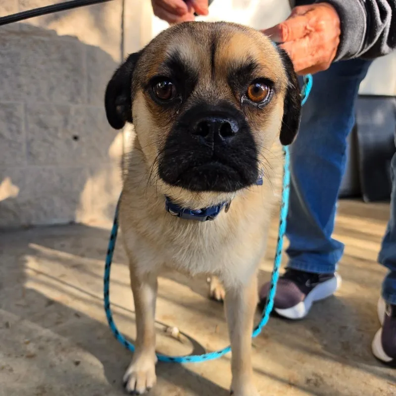 Mcqueen  Chino Hills thumbnail 6