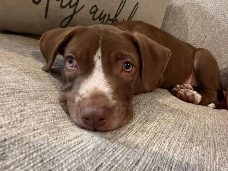 A baby small-sized male Tricolor (Brown, Black, & White) Mixed Breed dog named Ralphe for adoption in Amherst, NY
