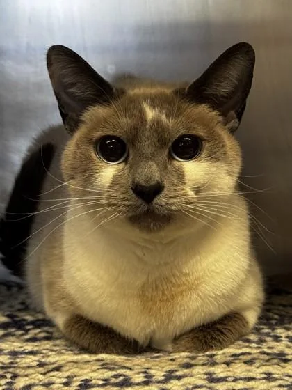 An adult small-sized female Domestic Short Hair cat named Kida for adoption in Roseville, CA