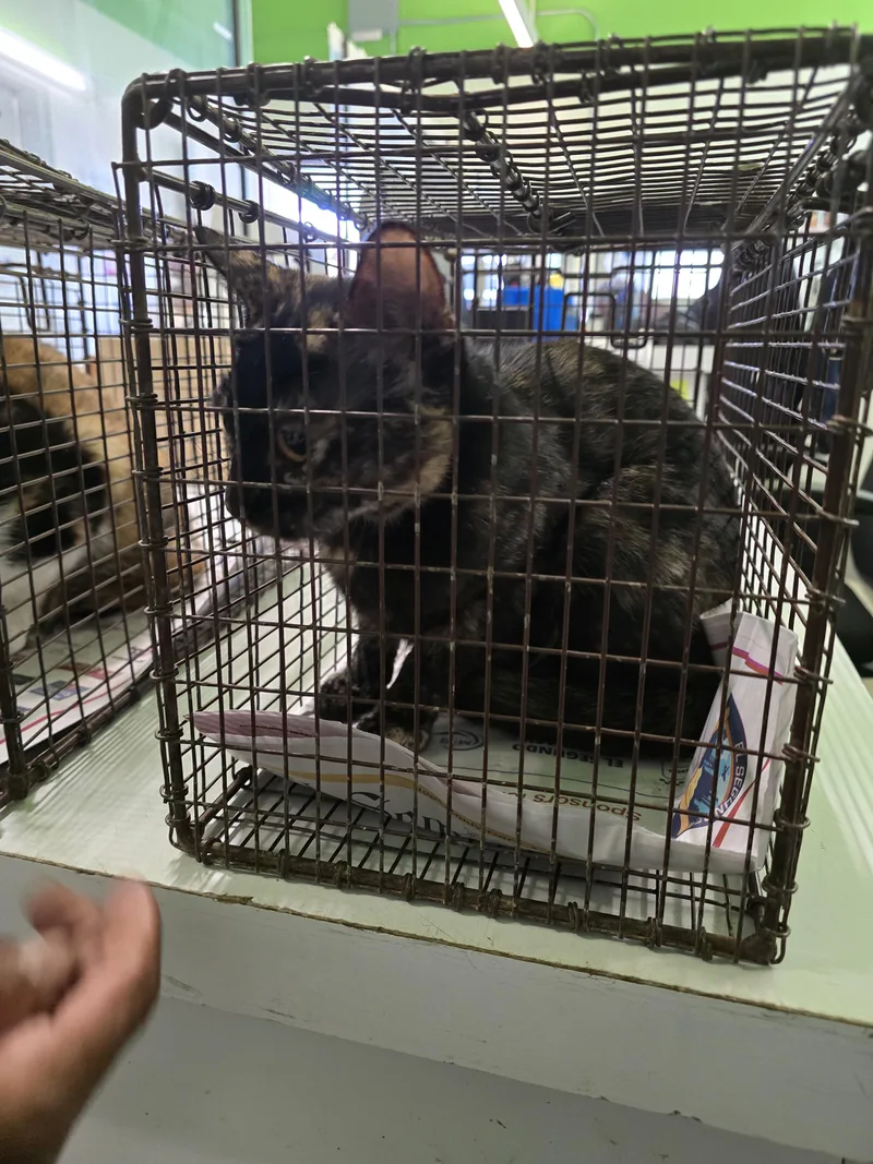 A young small-sized female Domestic Short Hair cat named Niagara for adoption in Los Angeles, CA