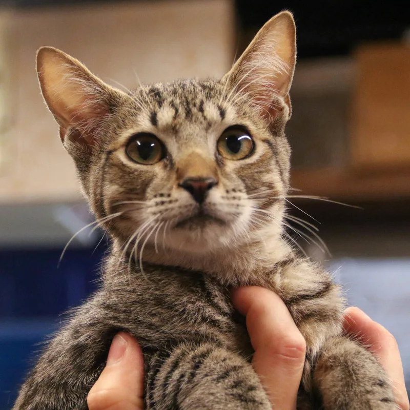 A baby medium-sized male Domestic Short Hair cat named Xion for adoption in Washington, DC