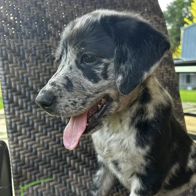 A young medium-sized female Labrador Retriever dog named Oakley Weeks for adoption in Sterling, MA