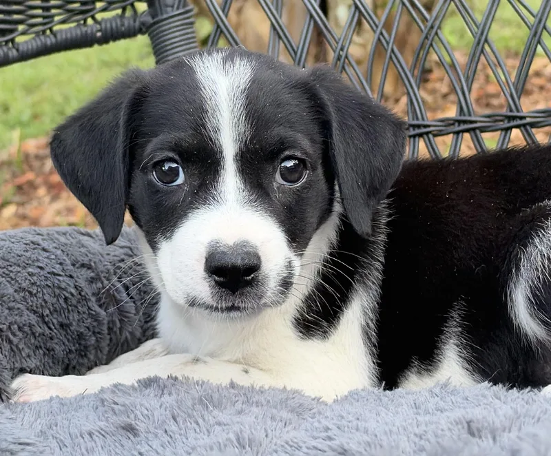 A baby large-sized female Mixed Breed dog named Giggle for adoption in Mt Pleasant, SC