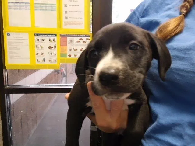 A baby small-sized female Pit Bull Terrier dog named River for adoption in Tulsa, OK