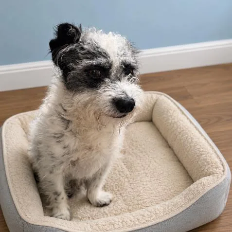An adult small-sized male White / Cream Terrier dog named Bobby for adoption in Sonoma, CA