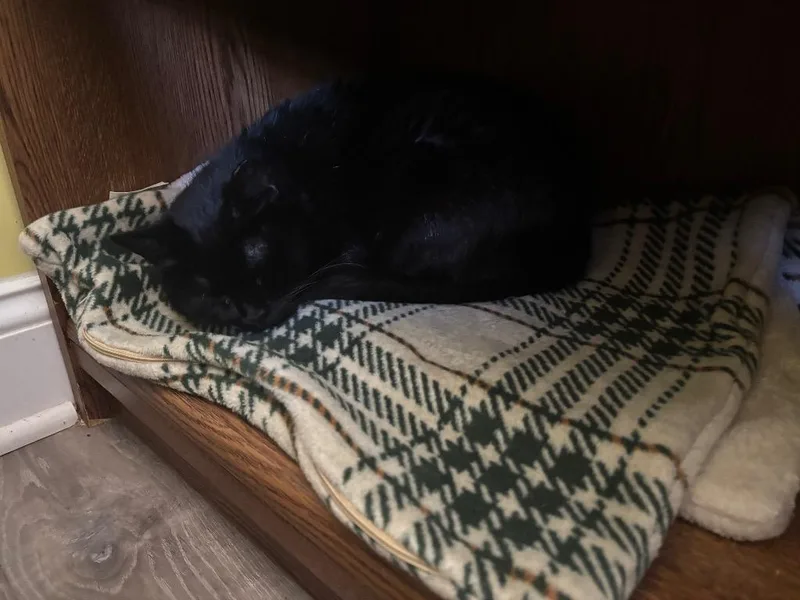 A young small-sized female Domestic Short Hair cat named Kielbasa for adoption in Gorham, ME