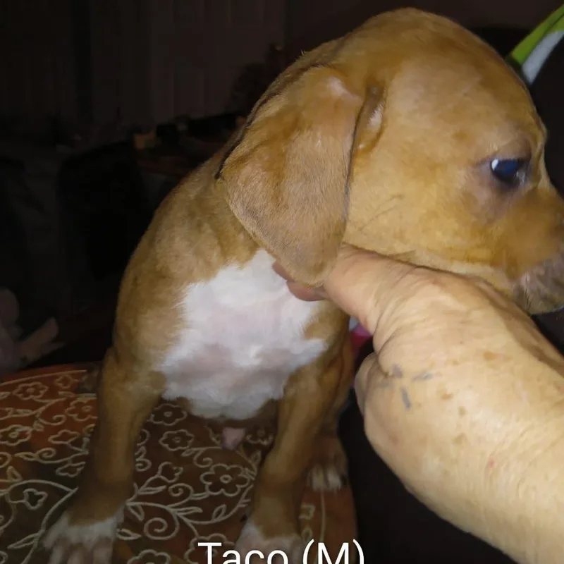 Taco