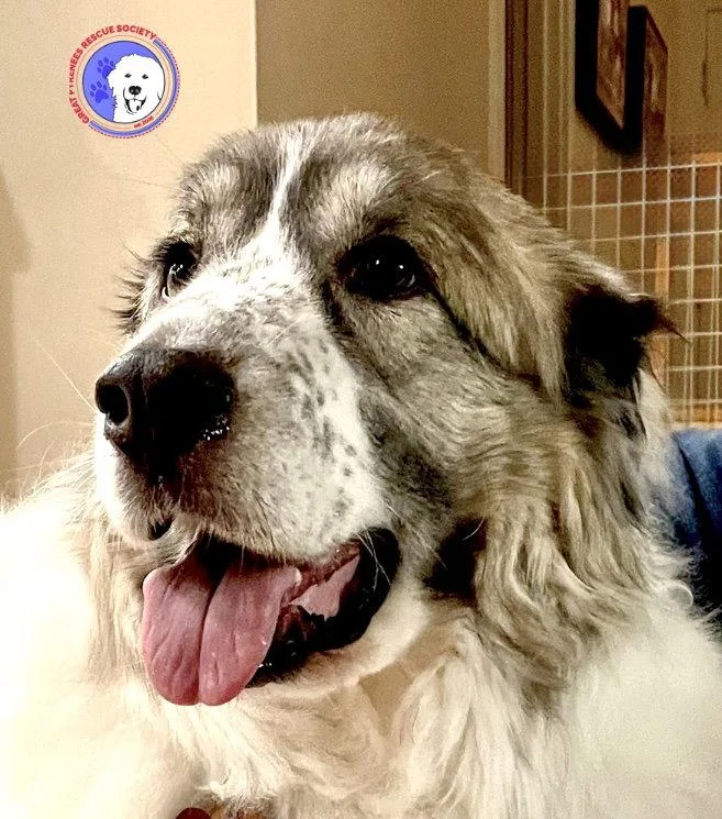 An adult large-sized male White / Cream Great Pyrenees dog named Balou Bonded With Lumi for adoption in Spring, TX