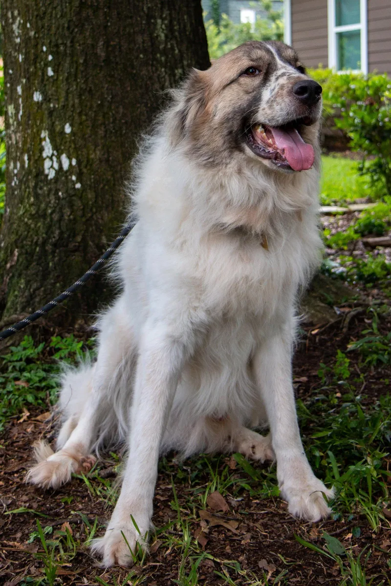 Balou Bonded With Lumi thumbnail 2