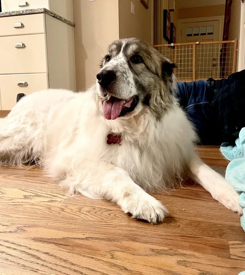 Balou Bonded With Lumi thumbnail 3