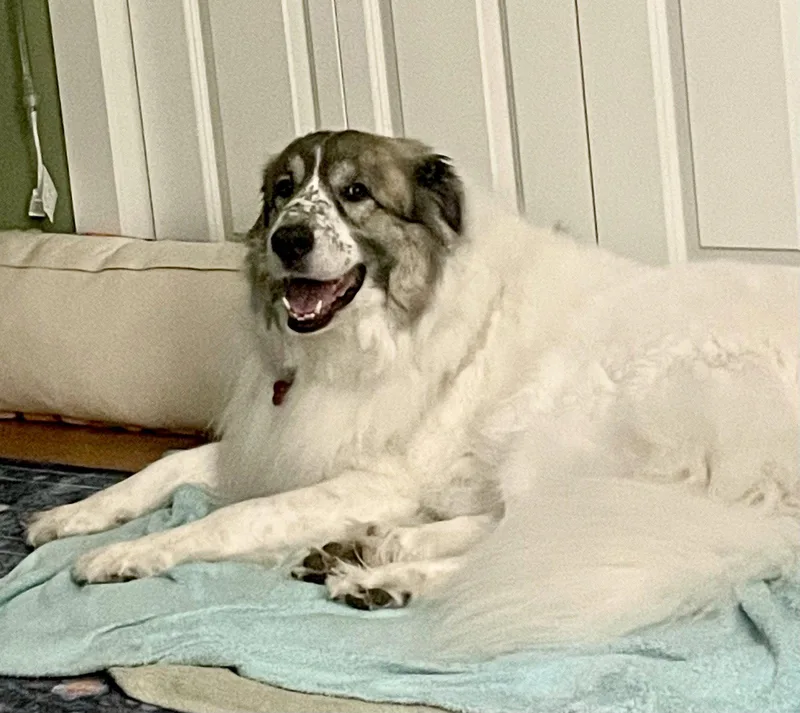 Balou Bonded With Lumi thumbnail 4