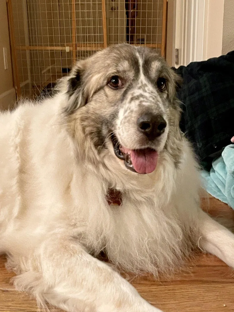 Balou Bonded With Lumi thumbnail 5