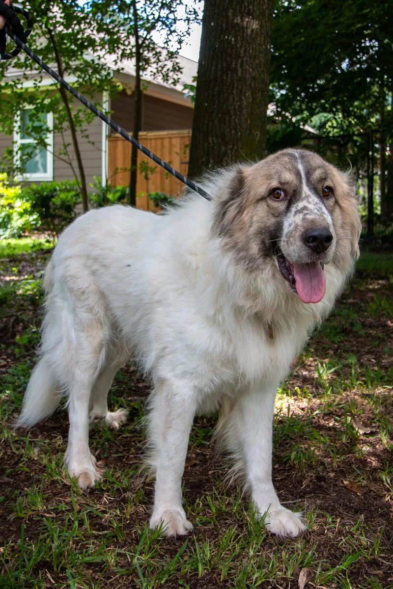 Balou Bonded With Lumi thumbnail 6
