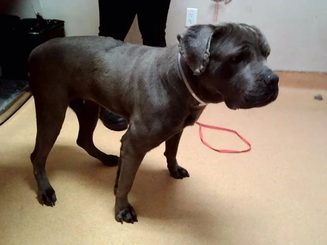 An adult large-sized female Cane Corso dog named Bleu for adoption in Martinez, CA