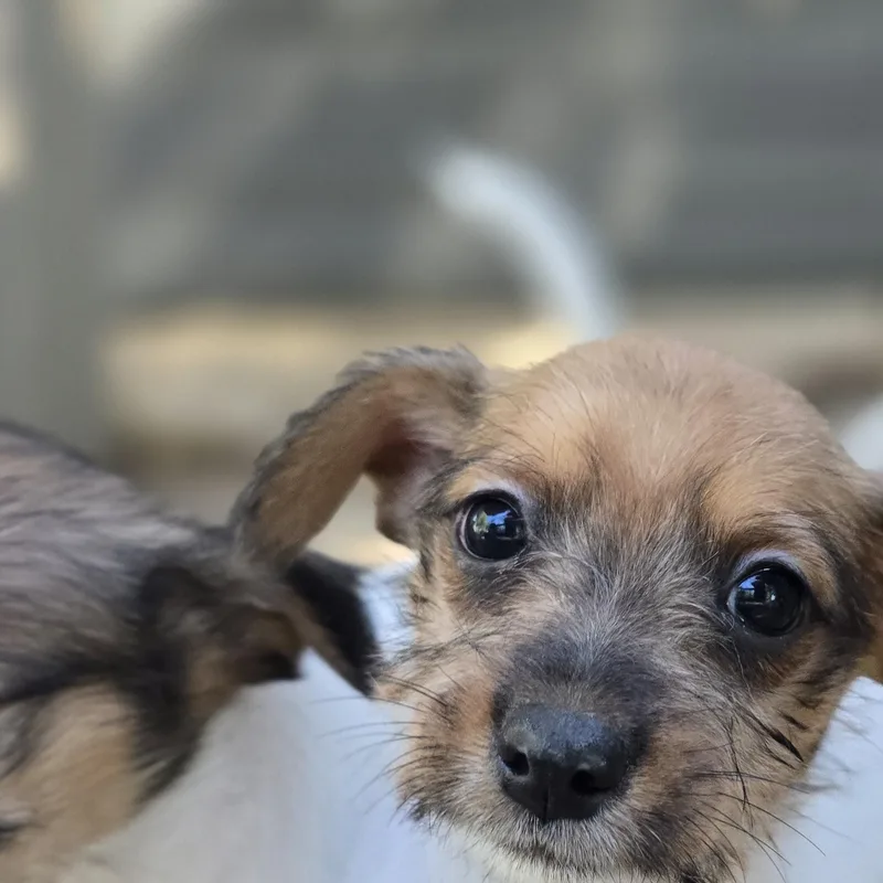 A baby small-sized male Tricolor (Brown, Black, & White) Yorkshire Terrier dog named Rolly for adoption in Athens, AL