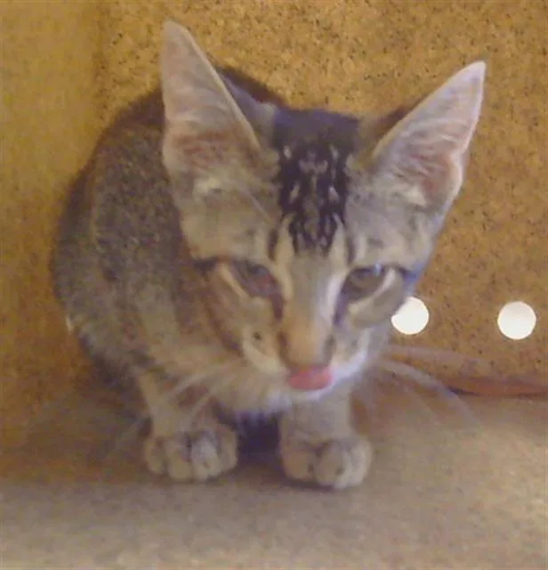 A baby small-sized male Domestic Short Hair cat named Docker for adoption in Sacramento, CA
