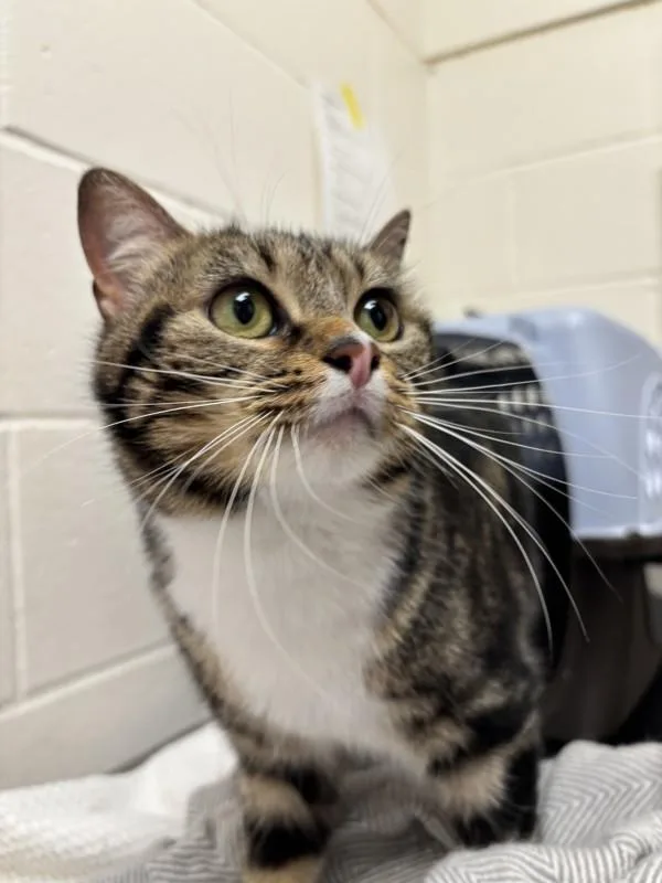 An adult small-sized female Domestic Short Hair cat named Monster Truck for adoption in Santa Rosa, CA